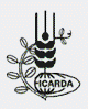 International Center for Agricultural Research in the Dry Areas  