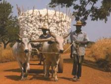 Cotton in West Africa