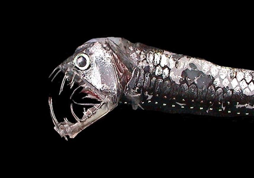 SCIplanet - Monsters of the Ocean: The Grotesque Pacific Viperfish