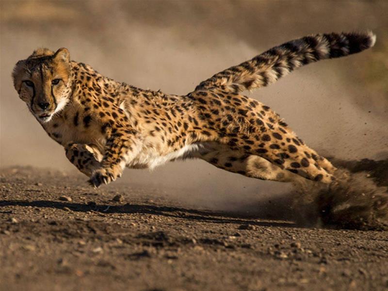 SCIplanet - Athletic by Nature (1): Cheetahs Are Faster than Ferrari