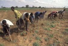 Planting crops. Kenya. Photo: © Curt Carnemark / World Bank