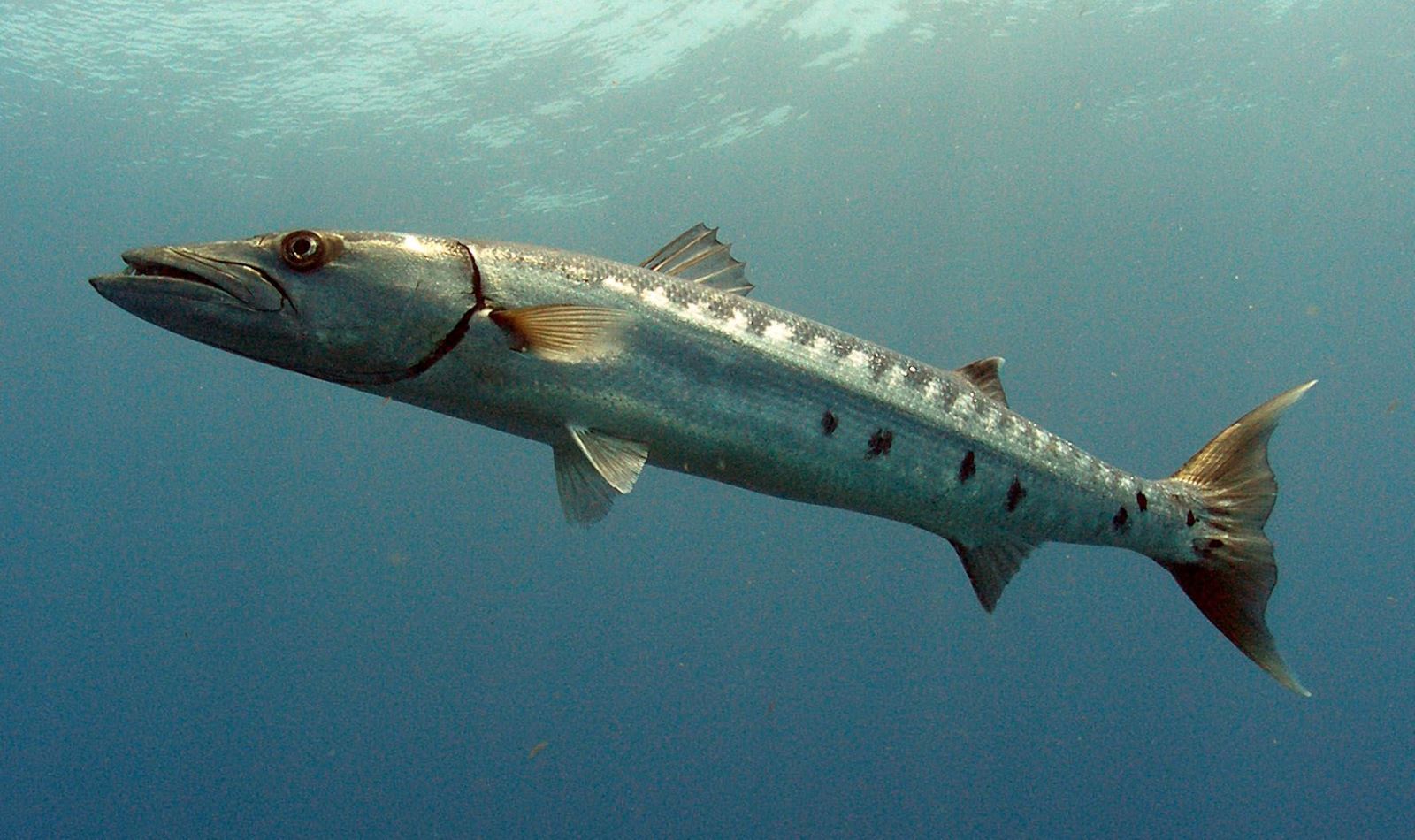 Sawtooth Barracuda Fish Sawtooth Barracuda Fish