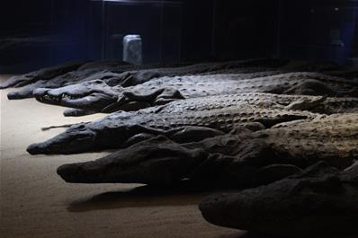 أثناء زيارة متحف سوبيك، بمعبد كوم امبو